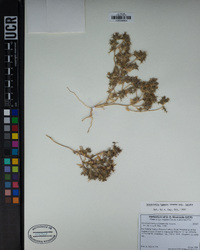 Navarretia hamata subsp. hamata image