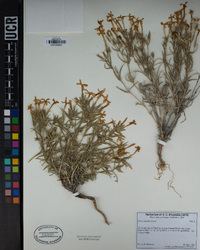 Phlox stansburyi subsp. superba image