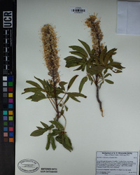 Aesculus californica image