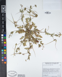 Erodium brachycarpum image