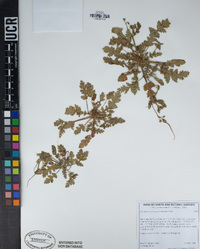 Erodium brachycarpum image