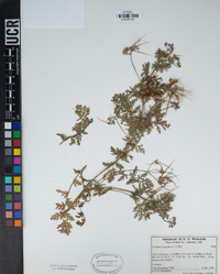 Erodium cicutarium image