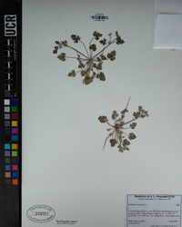 Erodium texanum image