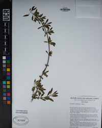 Forestiera pubescens image