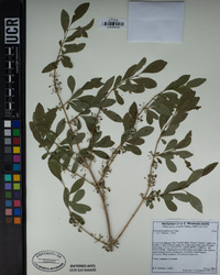 Forestiera pubescens image