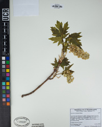 Acer macrophyllum image