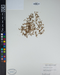 Cypselea humifusa image