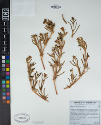 Malephora luteola image