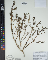 Sesuvium verrucosum image