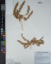 Amaranthus blitoides image