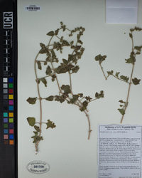 Mirabilis laevis image