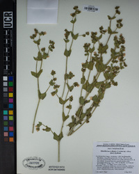 Mirabilis laevis var. villosa image