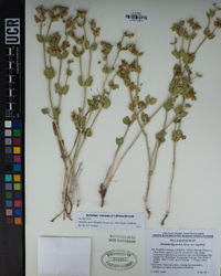 Mirabilis laevis var. villosa image