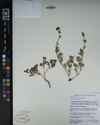 Mirabilis albida image