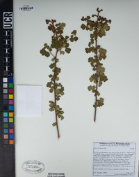 Rhus aromatica image