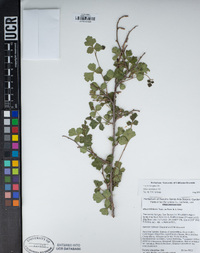 Rhus aromatica image