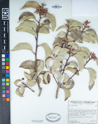 Rhus ovata image