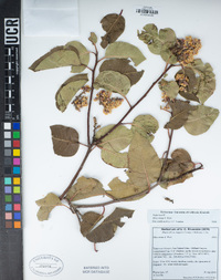 Rhus ovata image