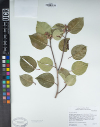 Rhus ovata image