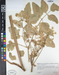 Angelica tomentosa image