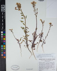 Chylismia claviformis subsp. claviformis image