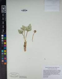Cymopterus deserticola image