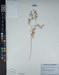Eryngium aristulatum var. parishii image