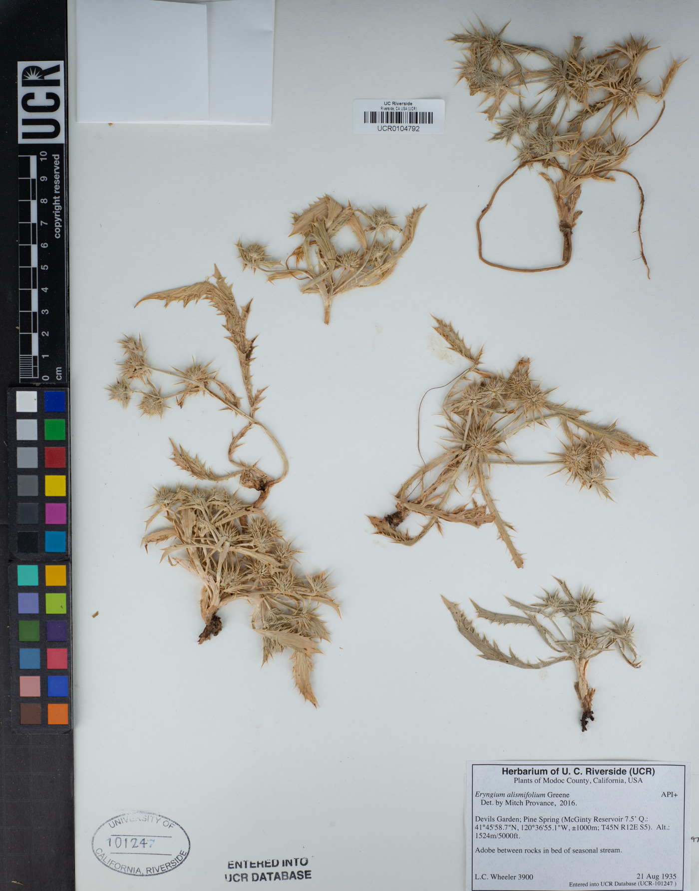 Eryngium alismifolium image