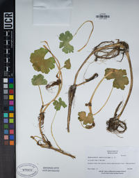 Hydrocotyle ranunculoides image