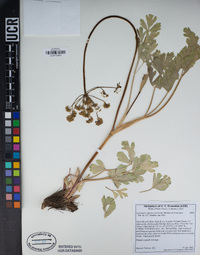 Lomatium californicum image