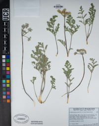 Lomatium dasycarpum image