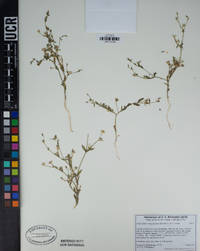 Allophyllum integrifolium image