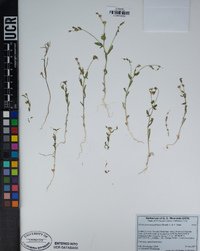 Allophyllum integrifolium image