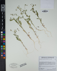 Allophyllum integrifolium image