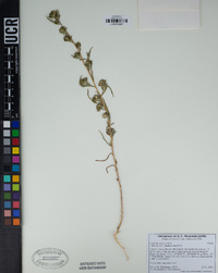 Collomia linearis image