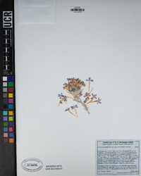 Eriastrum densifolium subsp. sanctorum image