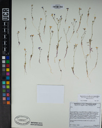 Gilia aliquanta subsp. aliquanta image