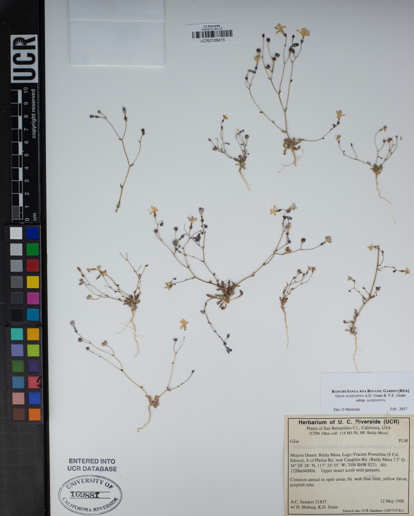 Gilia aliquanta subsp. aliquanta image