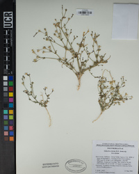 Gilia brecciarum subsp. brecciarum image