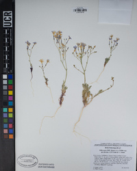 Gilia cana image