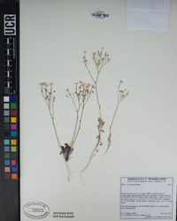 Gilia cana image