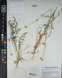 Gilia capitata subsp. pedemontana image