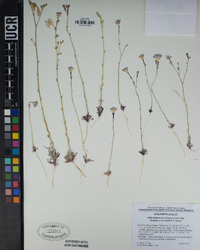 Gilia latiflora image