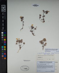 Linanthus bernardinus image