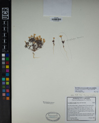 Linanthus bernardinus image