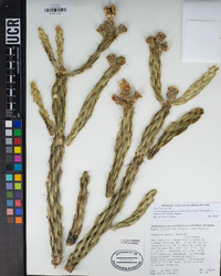 Cylindropuntia californica image