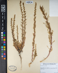 Artemisia biennis image