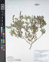 Ambrosia acanthicarpa image