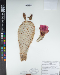 Opuntia basilaris var. basilaris image