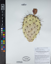 Opuntia littoralis image